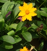 Dwarf Mouse-Eared Coreopsis, Dwarf Lobed Tickseed, Coreopsis auriculata 'Nana'